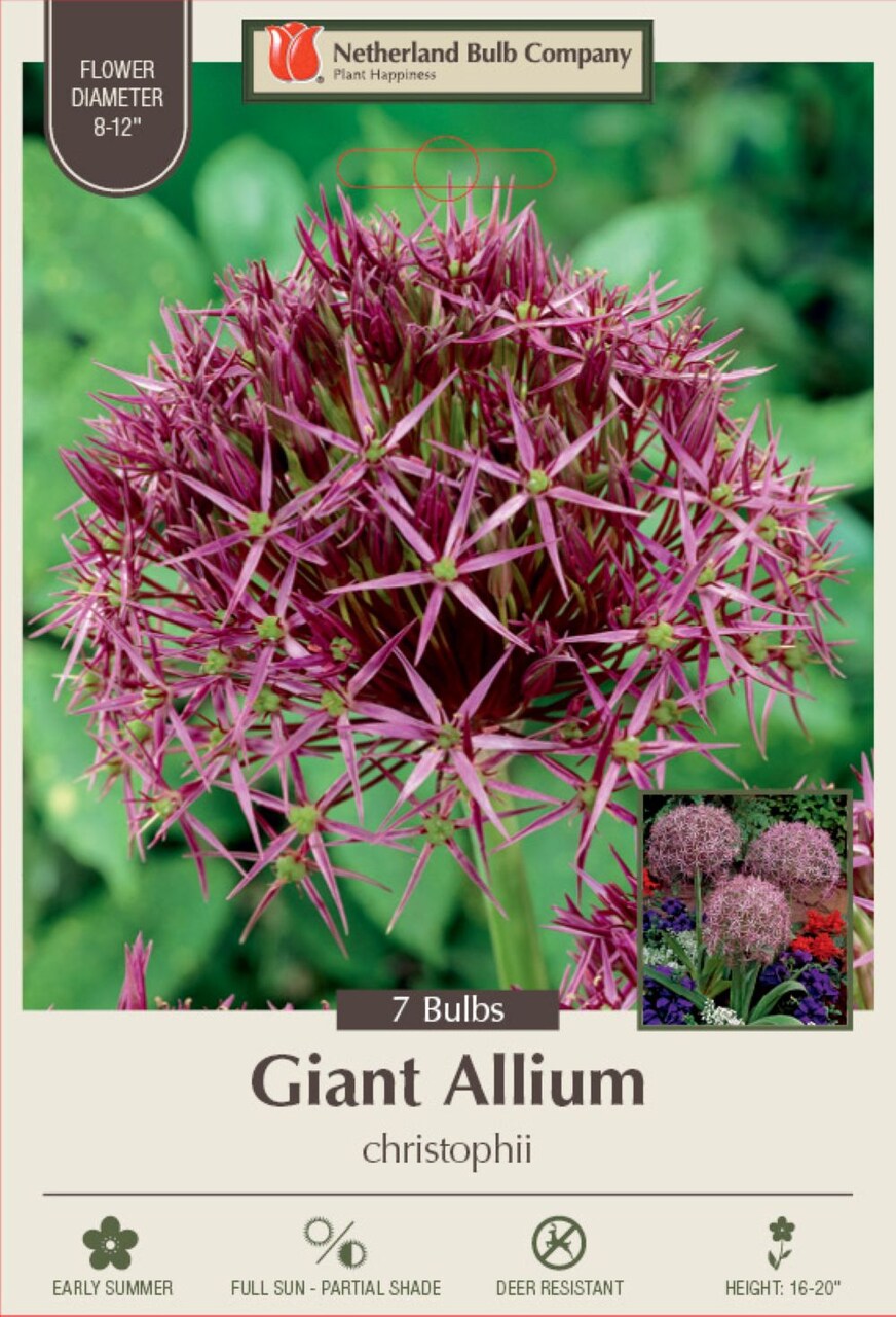 Christophii Persian Allium 7 Bulbs - Flowering Onion - 12/14 cm